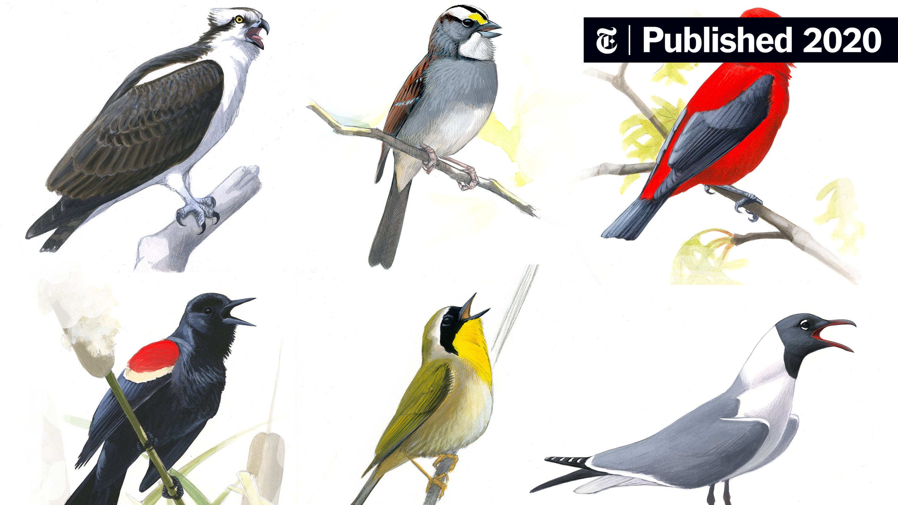 Hear 13 Birds Flourishing in a Newly Quiet New York