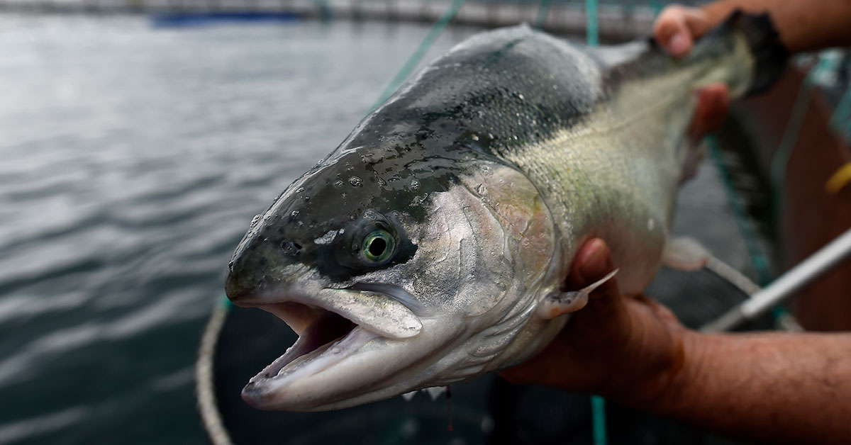 Ocean Shock: Take a tour through Norway’s Silicon Valley of the Sea.