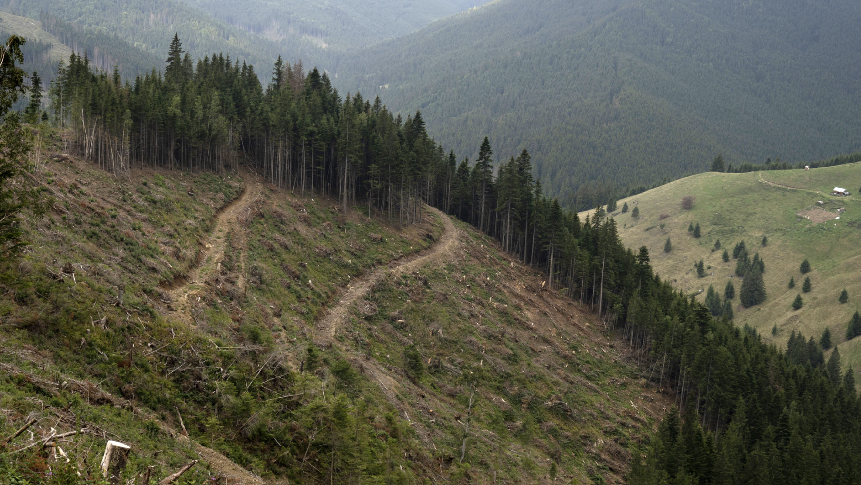 Europe Is Sacrificing Its Ancient Forests for Energy