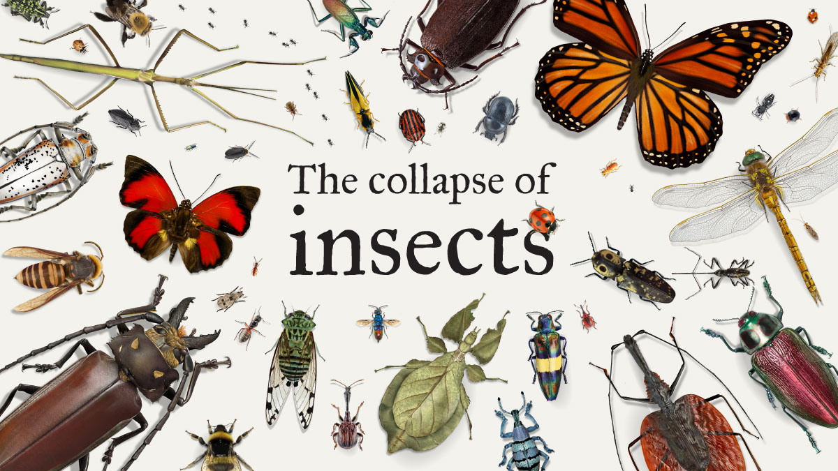 The collapse of insects