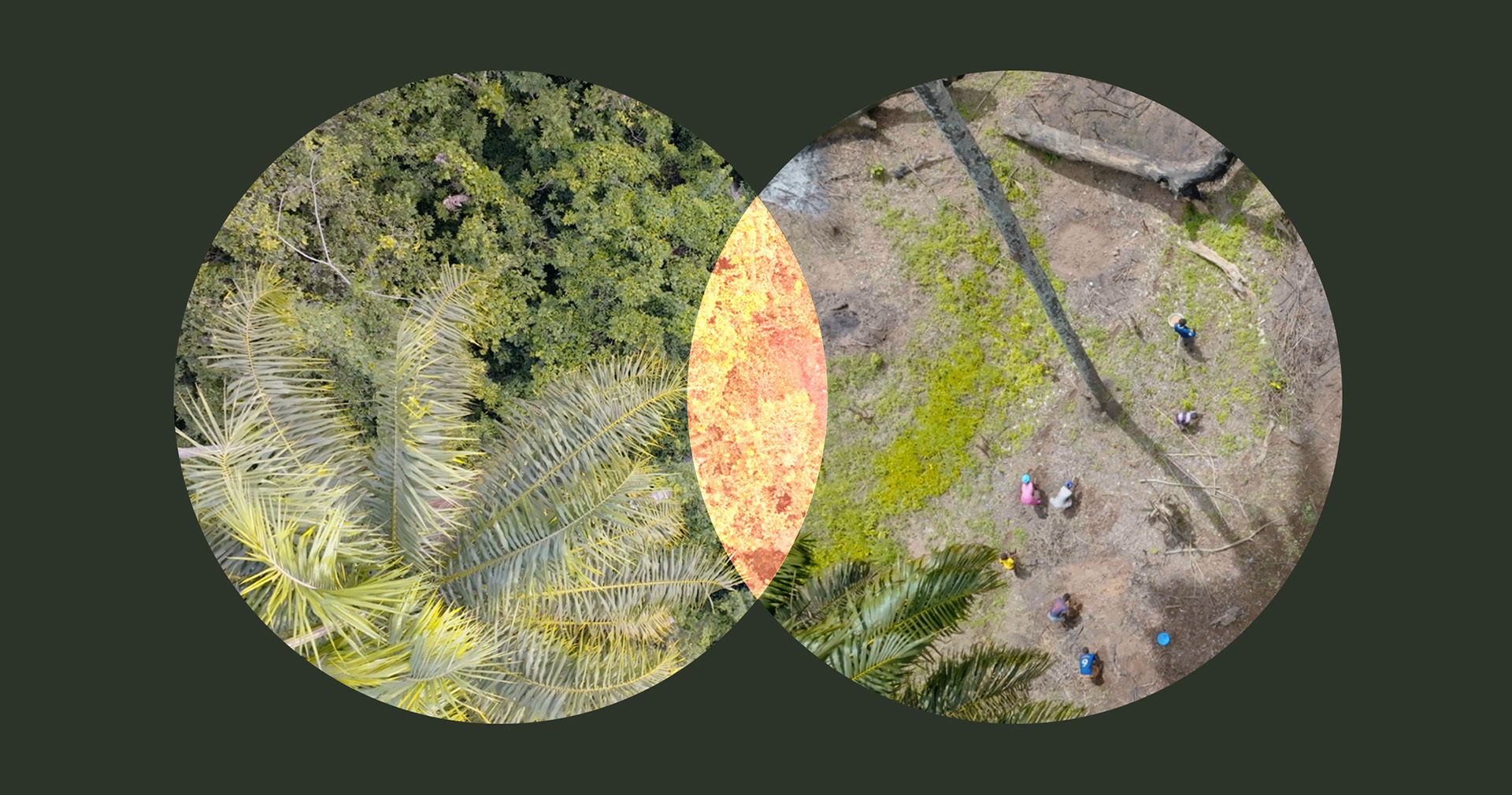 How Forest Loss Can Unleash the Next Pandemic