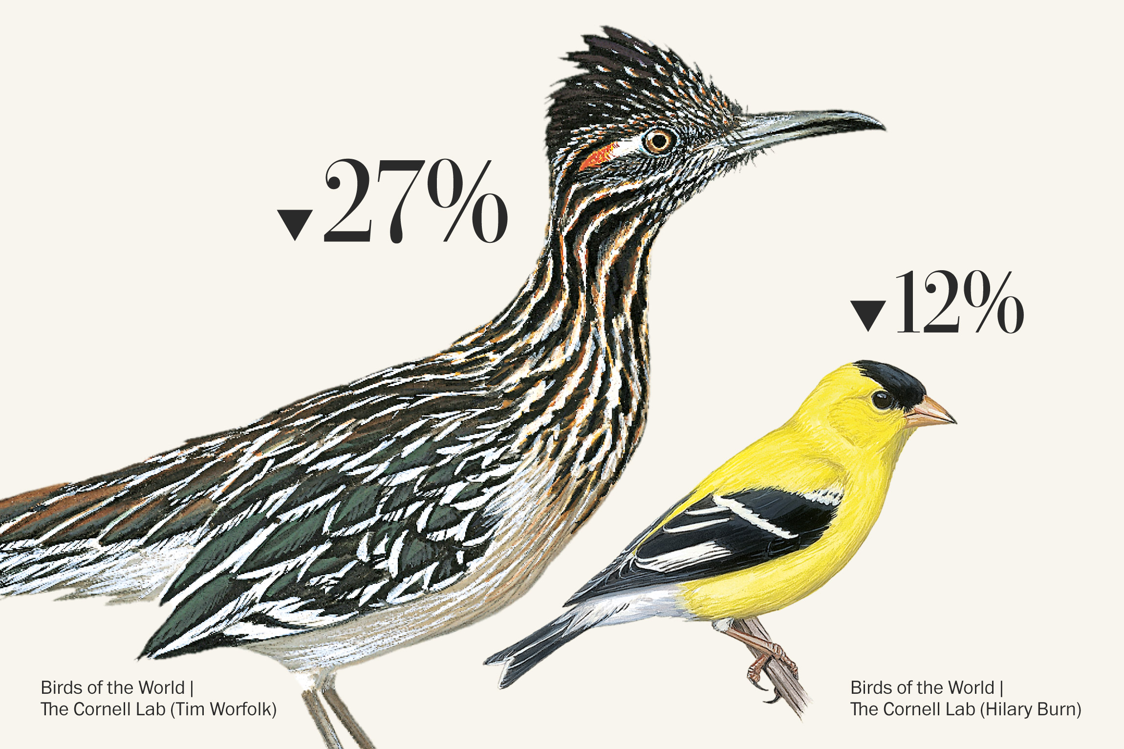Bird populations are declining. Some are in your neighborhood.