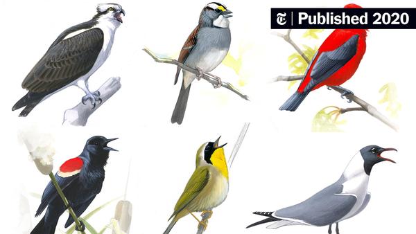 Hear 13 Birds Flourishing in a Newly Quiet New York