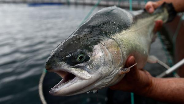 Ocean Shock: Take a tour through Norway’s Silicon Valley of the Sea.