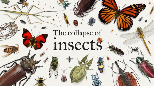 The collapse of insects