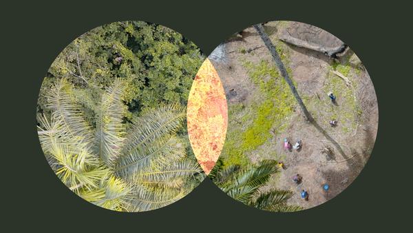 How Forest Loss Can Unleash the Next Pandemic