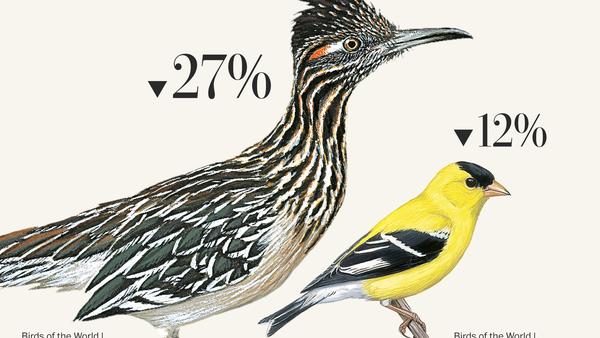Bird populations are declining. Some are in your neighborhood.