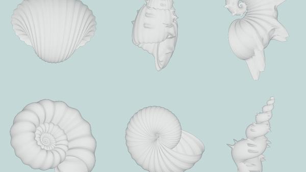 Design your own seashell