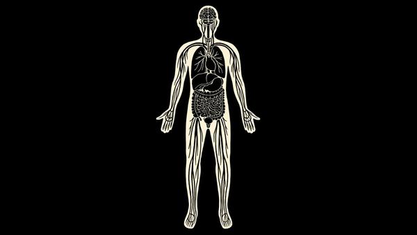 Inside the Interstitium, the Human Body’s Hidden Pathways